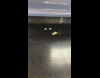 Nike slides and cash found on floor of train 