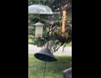 Squirrel couldnt climb bird feeder pole 