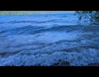 Ocean waves at the shore with a tree nearby
