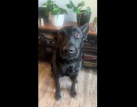 Dog whining asking for kisses 