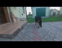 German shepherd dog always stand crossed leg