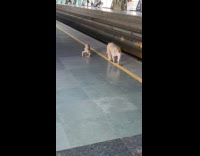 Young monkey slide arms on train station