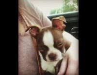 Brown white puppy falls asleep girl car