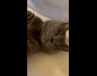 Collab PLC - Gray Cat lie down asleep with paws raised