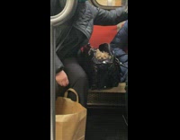 Small brown dog with head peeking out of womans black leather purse 
