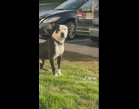 Guy hypes up dog calls it handsome 