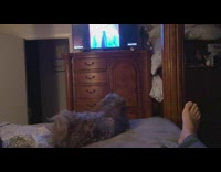 Dog focus attention at daily dose videos