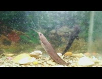 Two pet catfish sleeps on vertically slanted