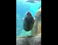 Seal swim upside down bumps head on glass