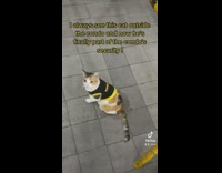 Cat with black and yellow security vest 