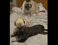 Pug wearing skirt grooms black pug