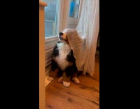 Dog barks while curtain covers its eyes
