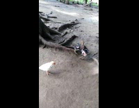 Three small black chicken play fight tree