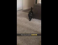Black cat slowly walks to woman across room