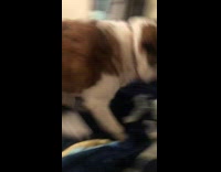 Pet dog grabs toy and jumps back again to the bed