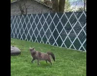 Cat gets scared by own tail backyard