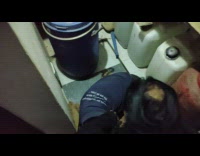 Stray dog clothed and sheltered from the cold