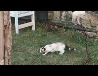 Cat sneaks up black cat play wrestle 