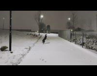 Dog run eat snow on air street