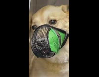 Sad brown dog muzzled at groomers