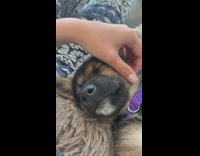 Purple collar black brown puppy dog sleeps