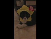 Cat wear yellow star on its head kirby