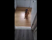 Filmer talk to brown dog wagging tail