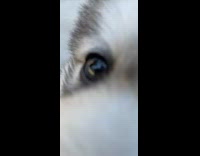 Husky puppy dog black leash harness sits 