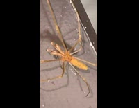 Large spider on door with smiley face