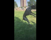 brown dog catching ball in slo mo