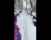 Woman films her dogs reaction to snow on sidewalk