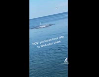 Huge shark comes swimming towards boat fishing rod