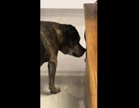 Brown dog stares at drawer 
