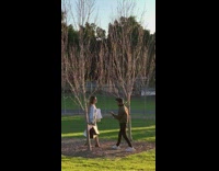 Woman carry shop bags tree park sunset