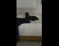 Black dog on bed whines and barks at owner 