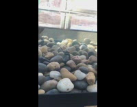 Sideways turtle gets flipped and goes back upside down