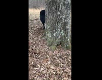 Guy finds cow stuck in tree