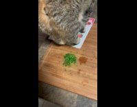 Cat sitting on chopped parsley 