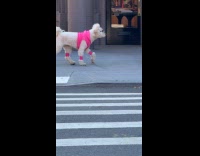 Dog walks on street wear pink outfit