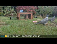 Two pigeons stays still on the garden