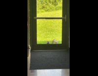 Woodchuck outside peek look through door glass