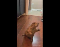 Prairie dog walks on hind legs