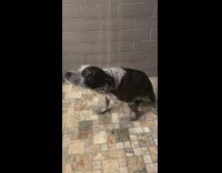 Dog shower head straight funny