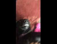 Black Dog Lays On Red Carpet With Teeth Showing