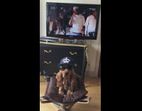 [Third Party] Collab AnimalsDT - Brown Dog Wearing Shades Sitting Down On Pillow