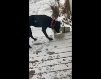 Black dog eat frozen bowl water outside
