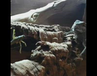 Girl gives pet lizard bug treat