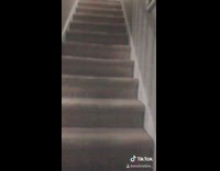 Dog is potty trained