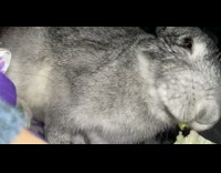 Person feed lettuce leaf to grey rabbit