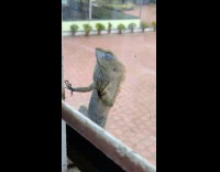 Wild lizard outside the glass window fell down